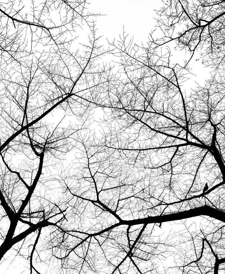 abstract tree photography